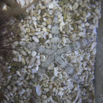Archaster typicus (Rozgwiazda piaskowa) rozmiar 5 cm