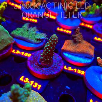 Acropora humilis DARK MOON (11.09.2026) L3-131  5cm
