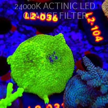 Acropora sp. AUSTRALIA (17.03.2026) L2-033  5cm