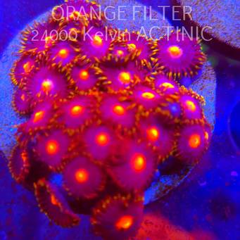 Zoanthus sp. (05.03.2025) 25P+