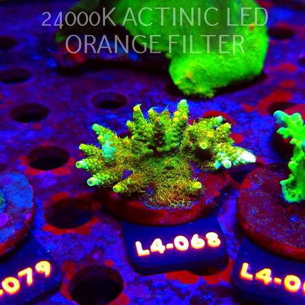 Acropora MILLEPORA SUNSET  (07.01.2026) L4-068  7cm