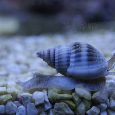 Nassarius sp