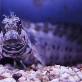 Salarias Fasciatus 13cm