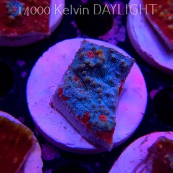 Echinophyllia TSA Fruit Ninja Chalice (09.03.2025)  4cm
