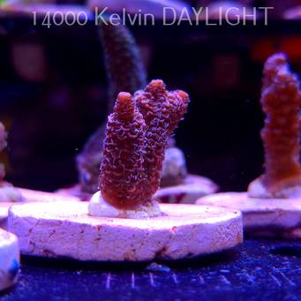 Acropora millepora PINK AUSTRALIA (20.03.2025) L1-I-23  3cm