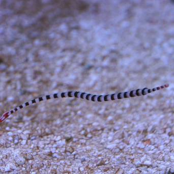 Doryrhamphus dactyliophorus (Iglicznia paskowana) 15-18 cm