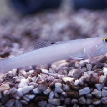 Valenciennea sexguttata rozmiar 4 cm