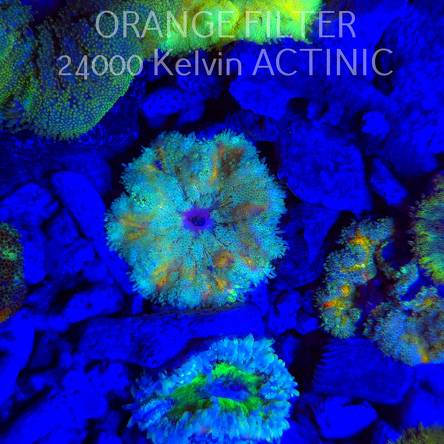 Stichodactyla TAPETUM Mini-Maxi Carpet Anemone RAINBOW (01.06.2025)  4cm