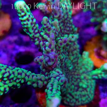 Montipora peltiformis (18.05.2025)  10cm