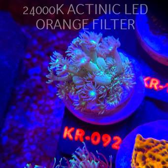 Goniopora GREEN-BLUE LONG POLYP (01.02.2026) KR-045  4cm