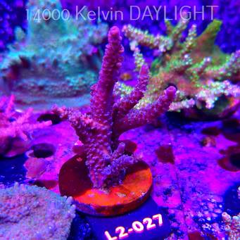 Acropora sp. AUSTRALIA (17.03.2026) L2-027  9cm