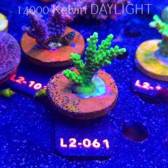 Acropora sp. AUSTRALIA (14.11.2025) L2-061  5cm