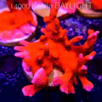 Montipora digitata RED (18.05.2025)  7cm