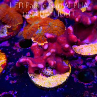 Blue Ridge Coral - Heliopora coerulea - Blue Fire Coral (02.05.2024) 7cm