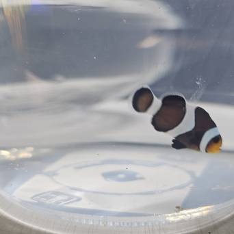 Amphiprion ocellaris WYSIWYG DARWIN TANK BRED 4cm
