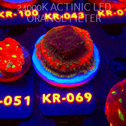 Montipora SUNSET (07.12.2025) KR-069  4cm