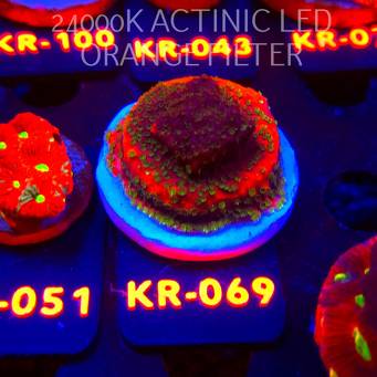 Montipora SUNSET (07.12.2025) KR-069  4cm
