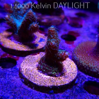 Acropora millepora BLUE (21.06.2025) L4-II-3  4cm
