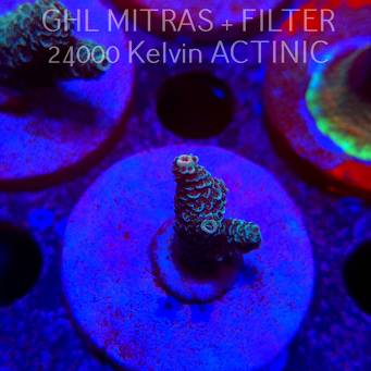 Acropora millepora BLUE (20.02.2025) L4-II-3  4cm