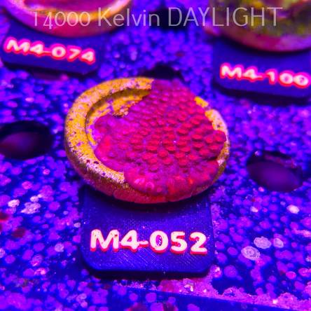 Cyphastrea JF BLOOD RED (12.04.2026) M4-052  5cm