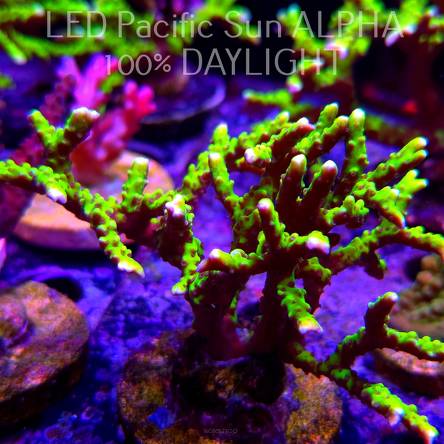 Anacropora WWC SLIMEBALL (23.11.2024) L3-II-17  10cm