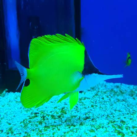 Forcipiger longirostris (Pensetnik długonosy) 8-9cm