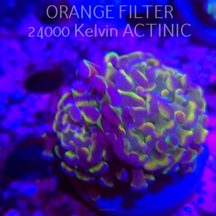  C.D. Euphyllia paraancora HOLOGRAM AURORA ULTRA (12.12.2025)  1 HEAD