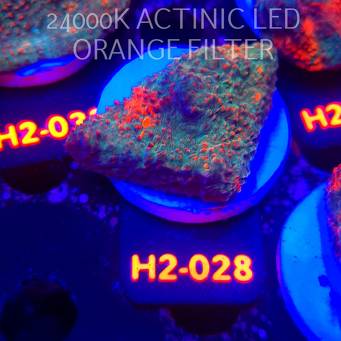 Echinophyllia Lava Rush Chalice (02.12.2025) H2-028  5cm