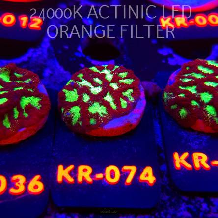 Goniastrea JASON FOX ACI FIRESTORM (10.10.2025) KR-074  3cm