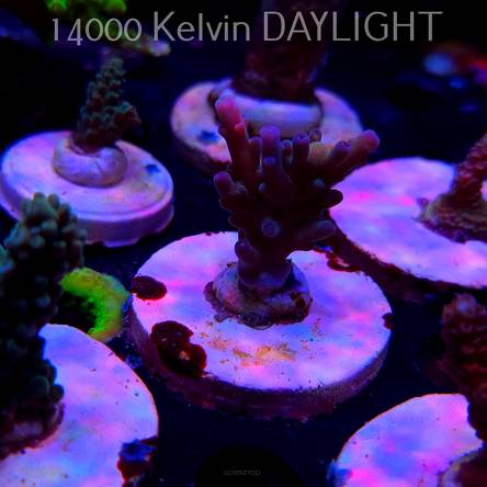 Acropora sp. AUSTRALIA (20.03.2025) L1-II-30  4cm