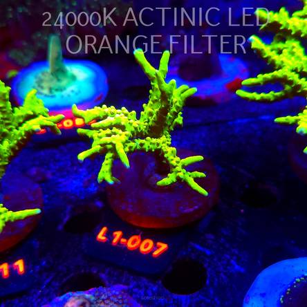 Anacropora WWC SLIMEBALL (11.10.2025) L1-007  7cm