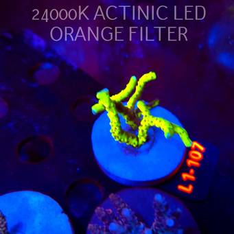 Anacropora WWC SLIMEBALL (03.08.2026) L1-107  5cm