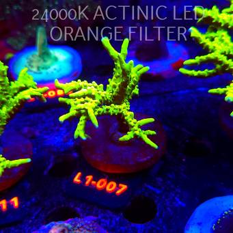 Anacropora WWC SLIMEBALL (11.10.2025) L1-007  7cm