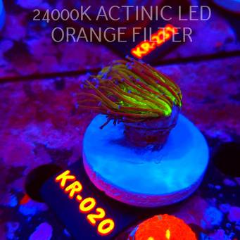 Euphyllia glabrescens TG TOXIC JOKER TORCH (01.09.2026) KR-020