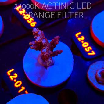 Acropora loripes JM GOLDEN FIRE (14.08.2026) L2-017  5cm