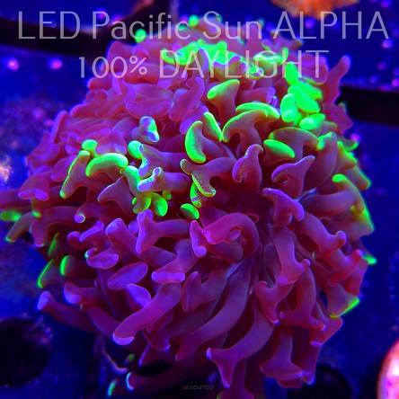 Euphyllia paraancora GREEN HOLOGRAM HAMMER (02.11.2024)