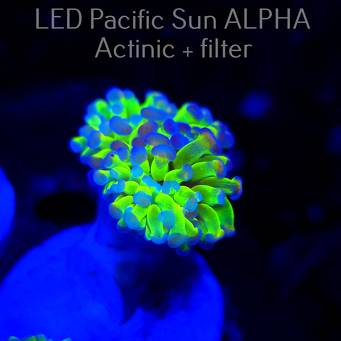 Euphyllia paraancora HOLOGRAM HAMMER (26.01.2025)