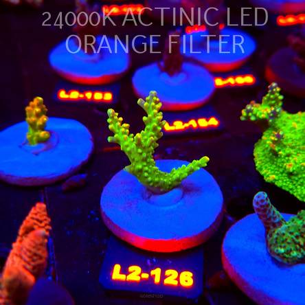 Acropora RR RAINBOW LOOM (14.08.2026) L2-126  5cm