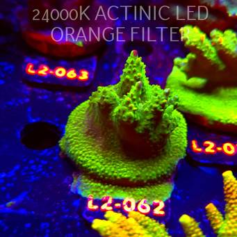 Acropora RR RAINBOW LOOM (18.03.2026) L2-062  6cm