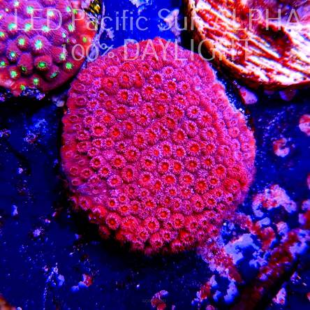 C.D. Cyphastrea JF BLOOD RED  3cm