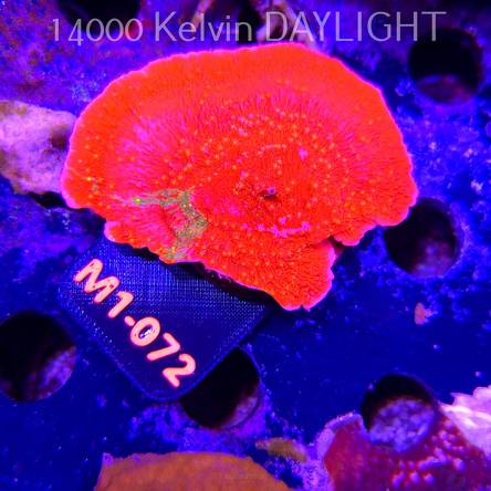 Montipora WWC SUNFIRE GRAFTED (12.06.2026) M1-072  7cm
