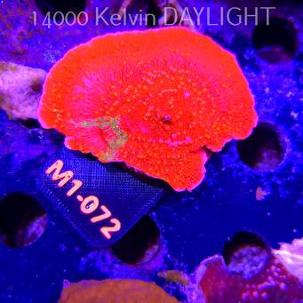 Montipora WWC SUNFIRE GRAFTED (12.06.2026) M1-072  7cm