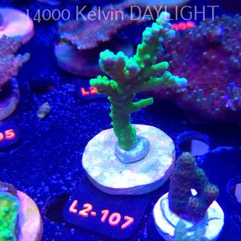 Anacropora WWC SLIMEBALL (16.11.2025) L2-107  9cm