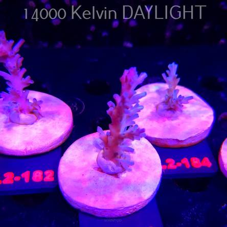 Acropora ECHINATA ICE FIRE CORAL SEA (14.08.2026) L2-183  5cm
