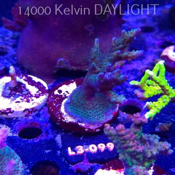 Acropora sp. AUSTRALIA (05.01.2026) L3-099  7cm