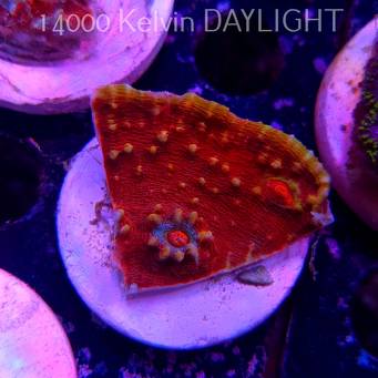 Echinophyllia TSA Fruit Ninja Chalice (09.03.2025)  5cm