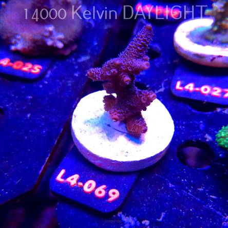 Acropora sp. PREMIUM AUSTRALIA (20.05.2026) L4-069  6cm