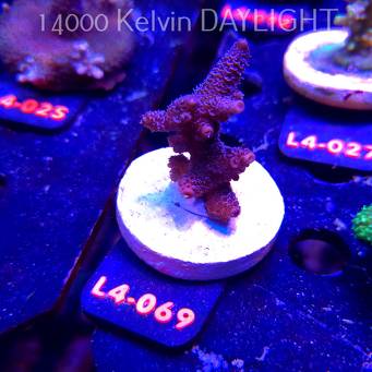 Acropora sp. PREMIUM AUSTRALIA (20.05.2026) L4-069  6cm