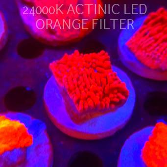 Montipora JASON FOX MEAN STREAK (21.02.2026)  5cm