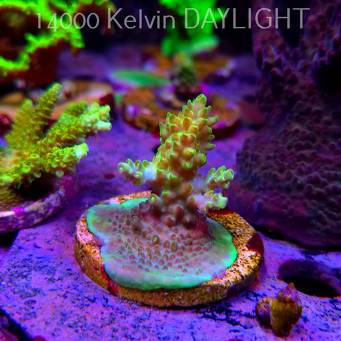 Acropora sp. (24.05.2025) L2-III-17  5cm
